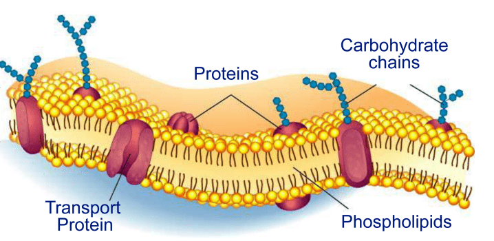 Phospholipid bilayer cell wall featuring transport proteins taking in carbohydrate chains.